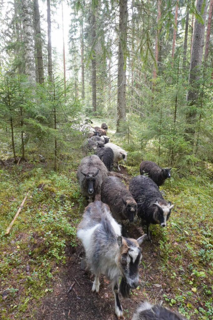 Eläimiä metsässä