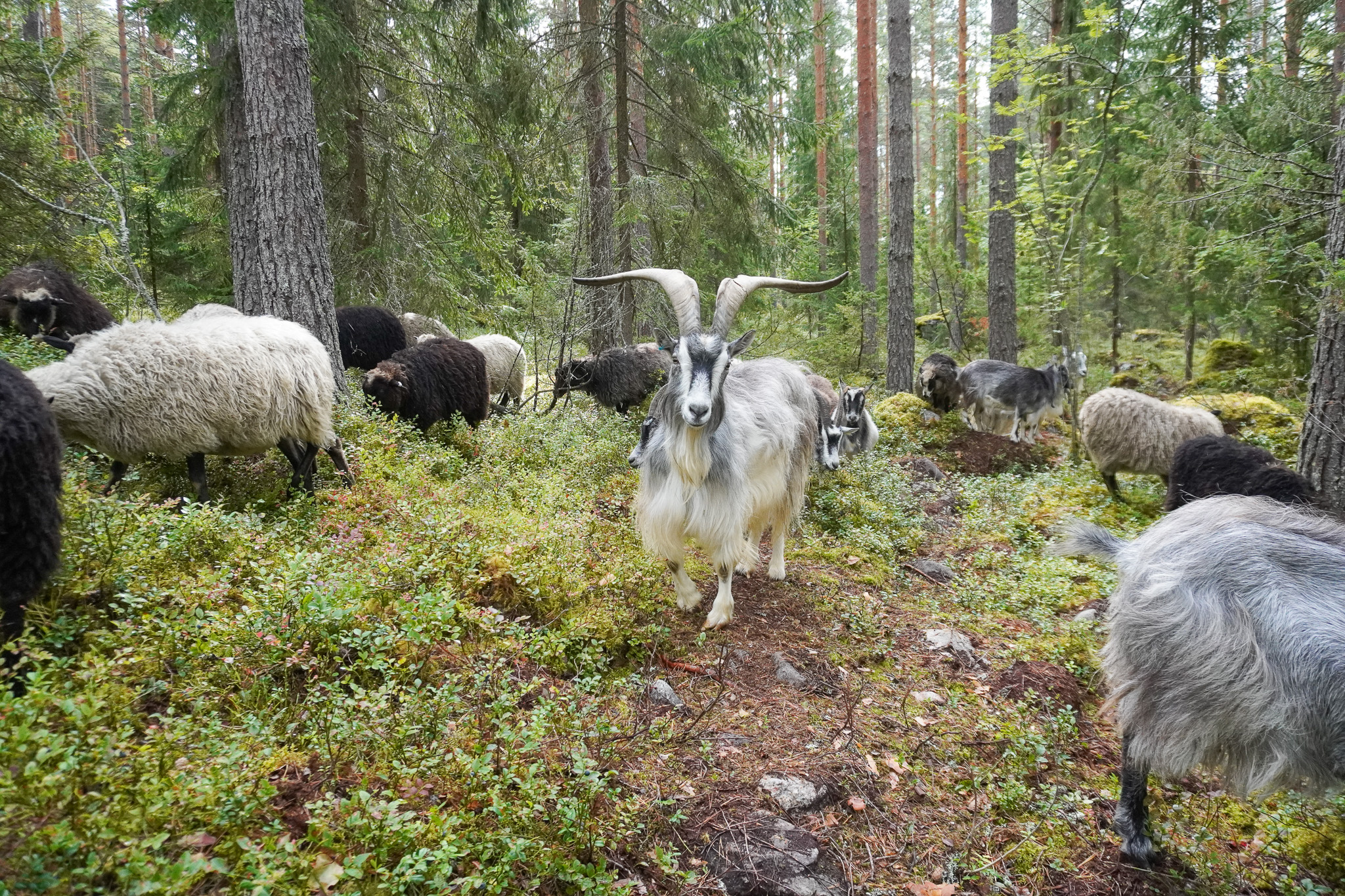Vuohia ja lampaita metsässä