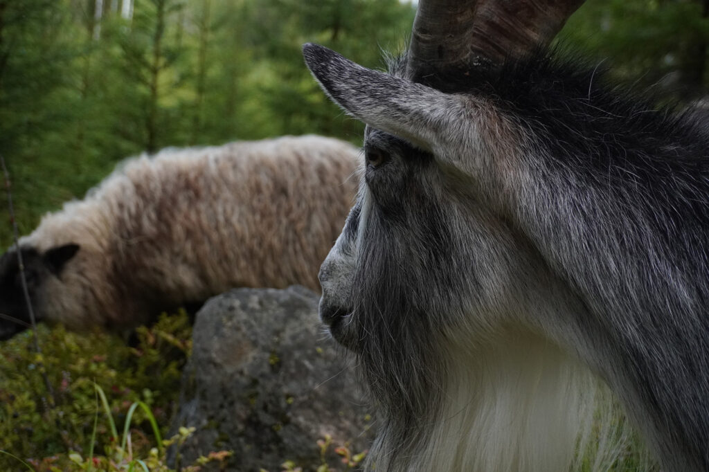 Vuohi ja lammas metsässä