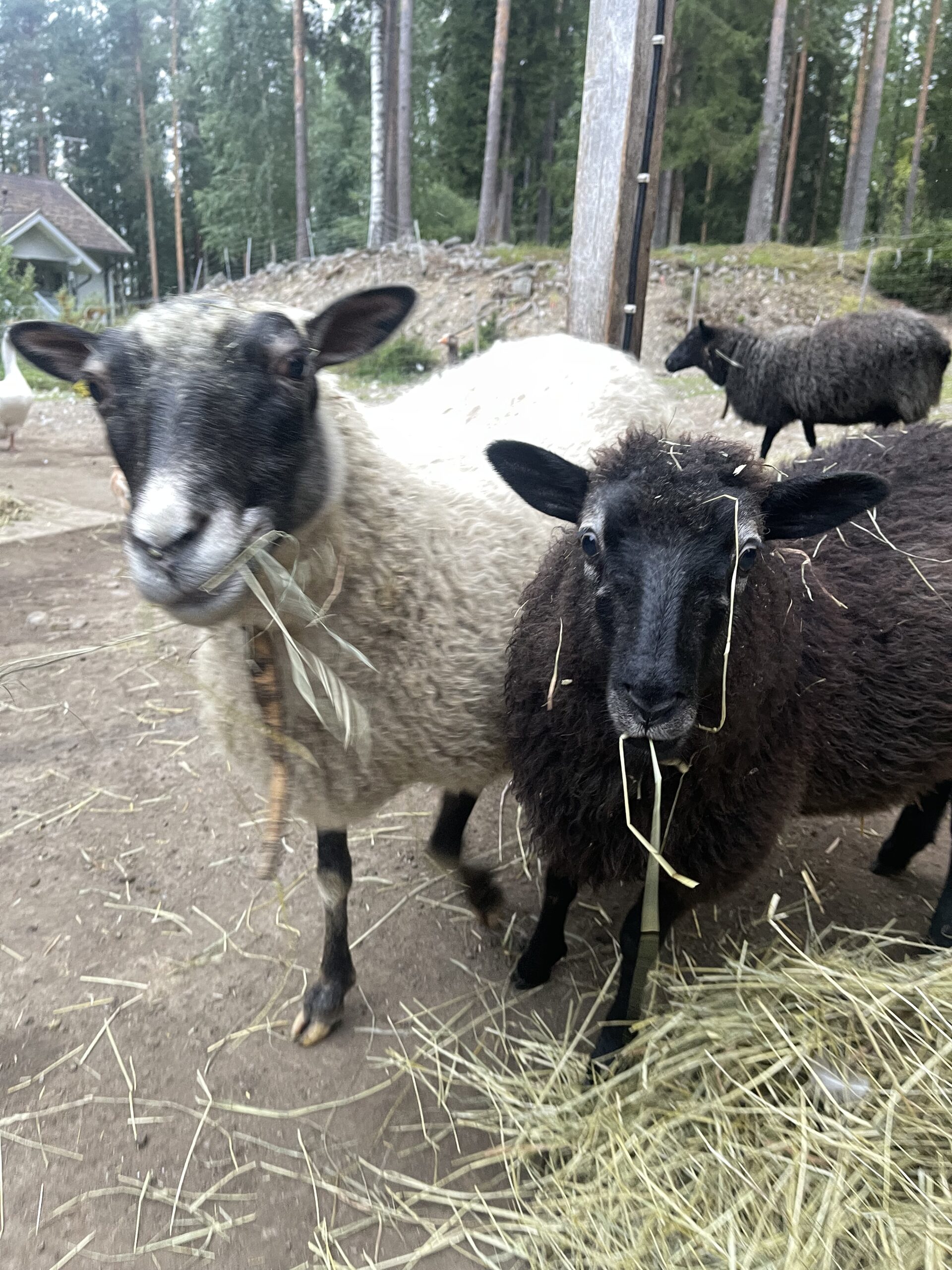 Lampaita syömässä heinää